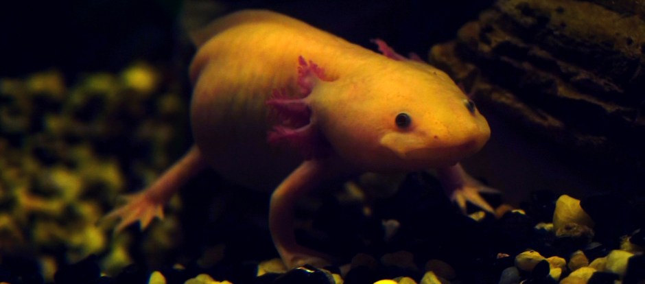 axolotl1